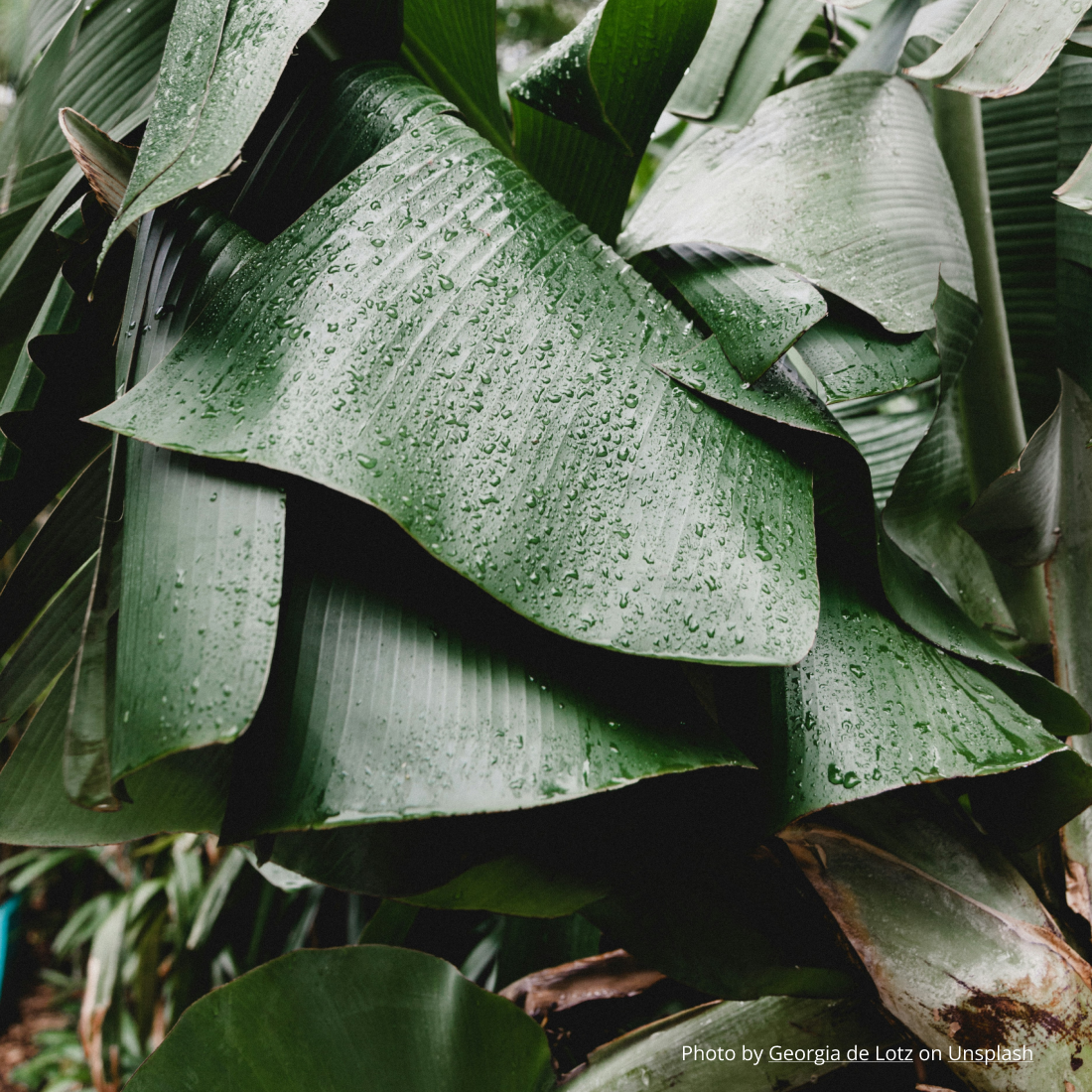 A wet leaf during wet season in the Caribbean